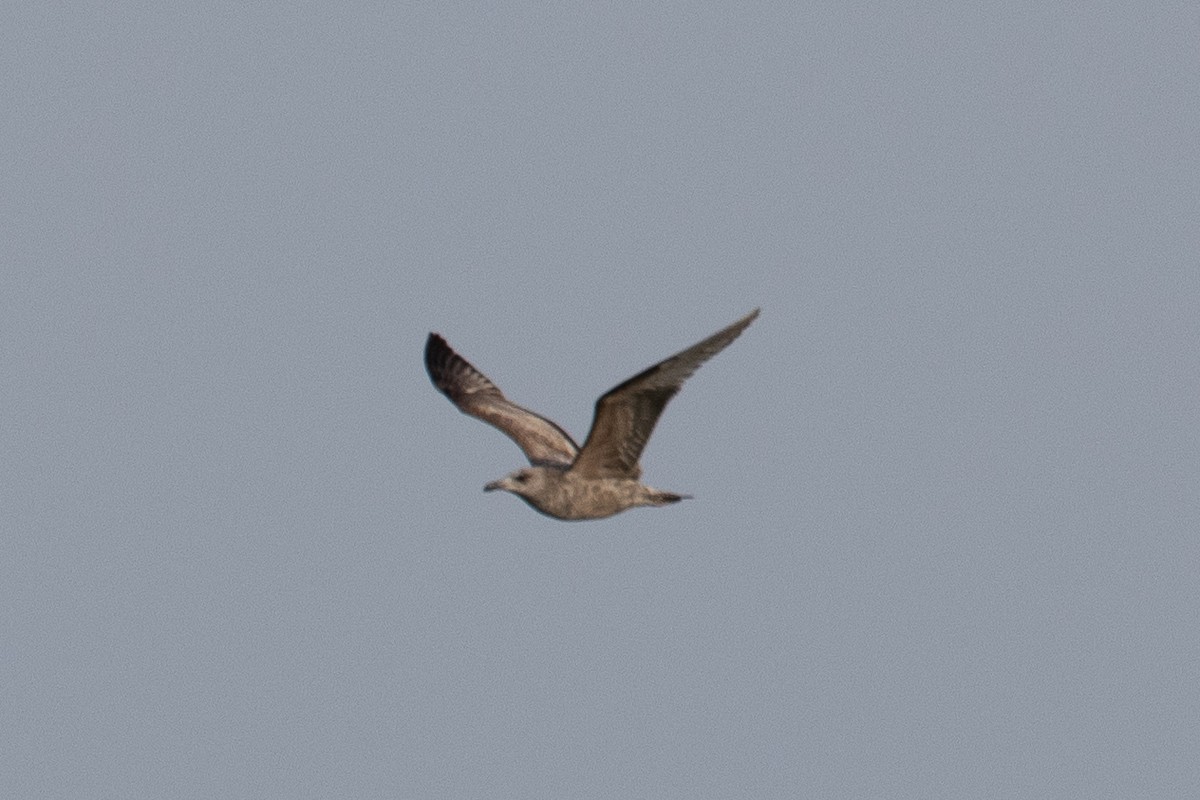 American Herring Gull - ML654803578