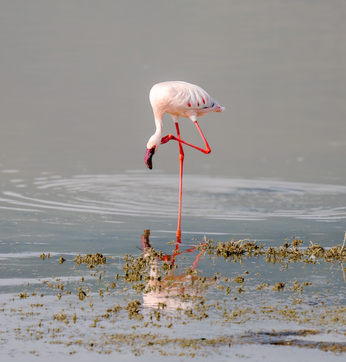 Lesser Flamingo - ML654803586