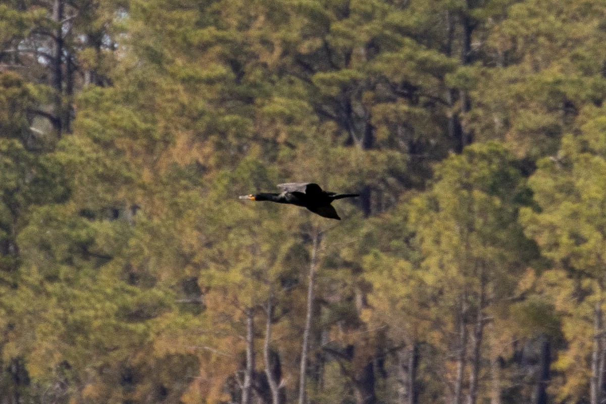Double-crested Cormorant - ML654803637