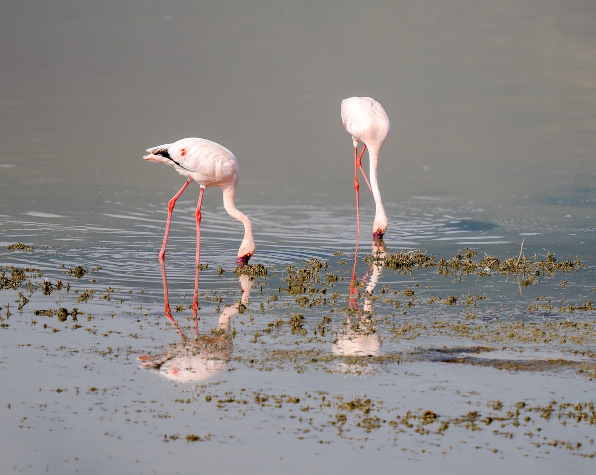 Lesser Flamingo - ML654803646