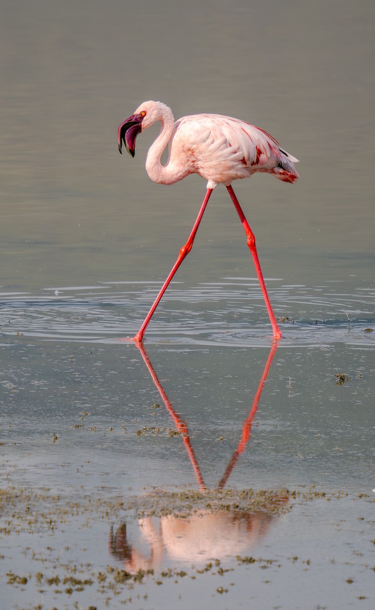 Lesser Flamingo - ML654803759