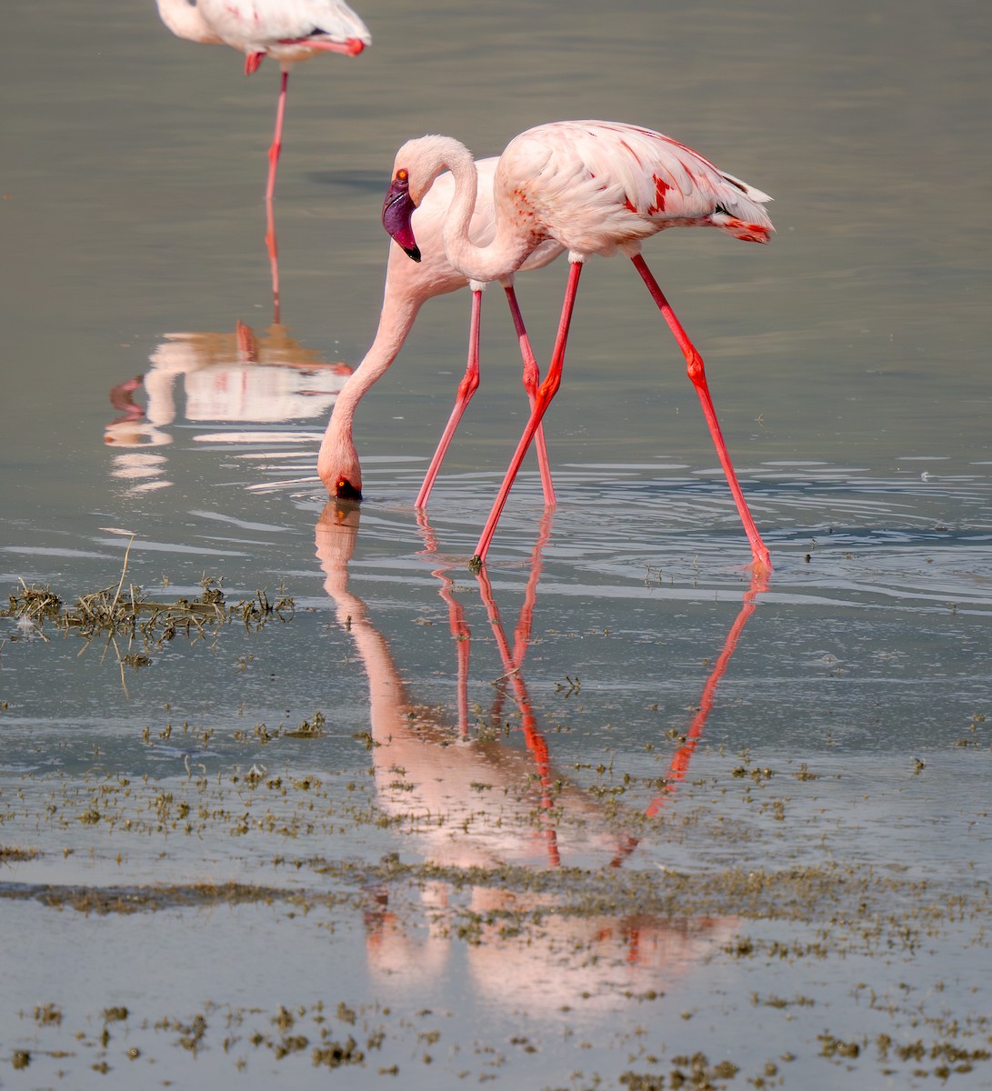 Lesser Flamingo - ML654803842