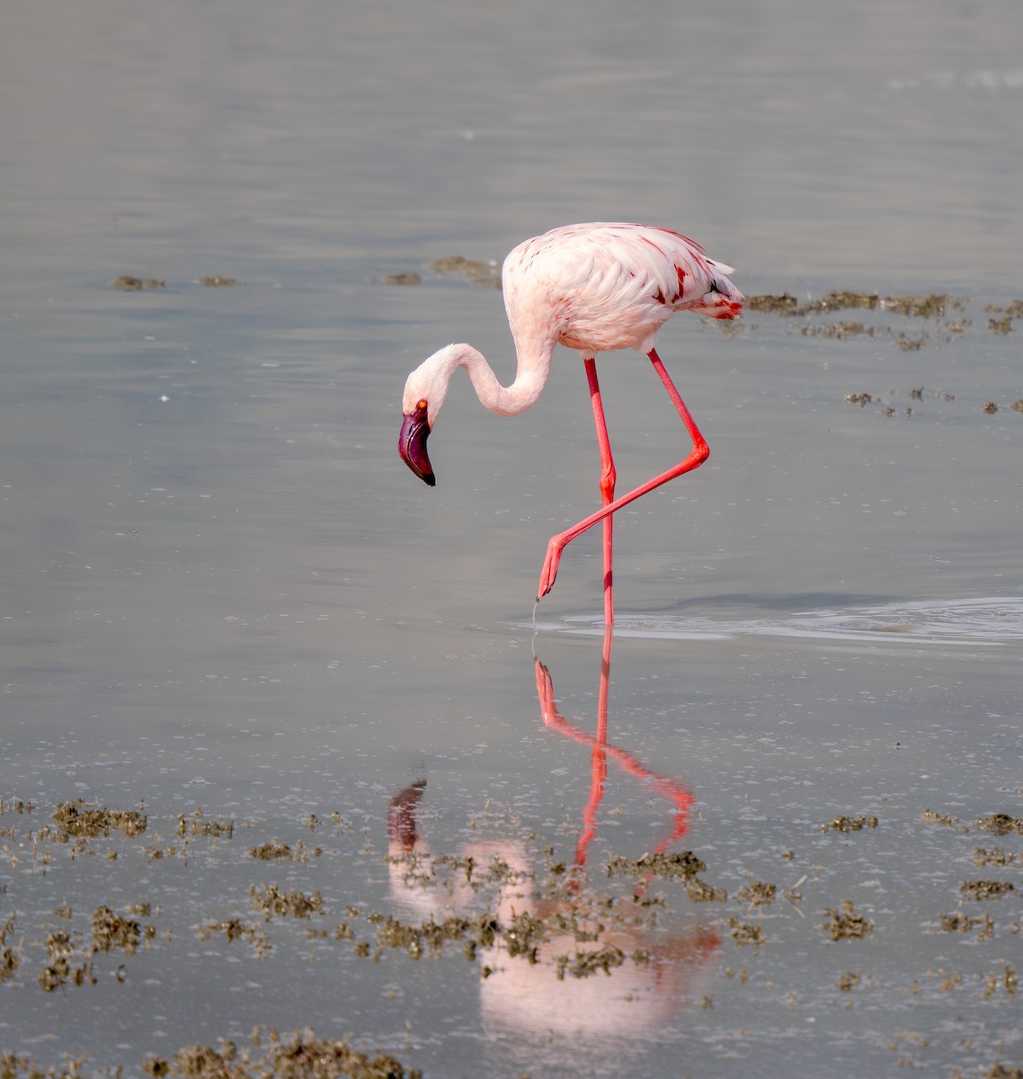Lesser Flamingo - ML654804029