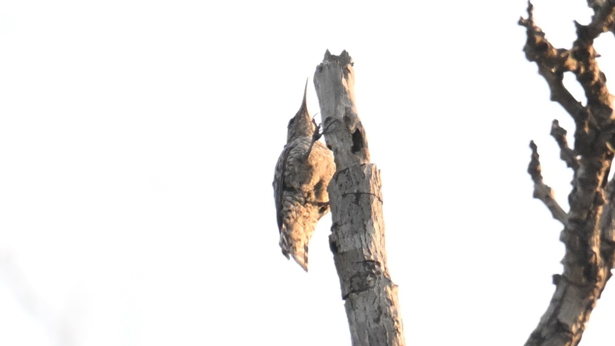 African Spotted Creeper - ML654804575