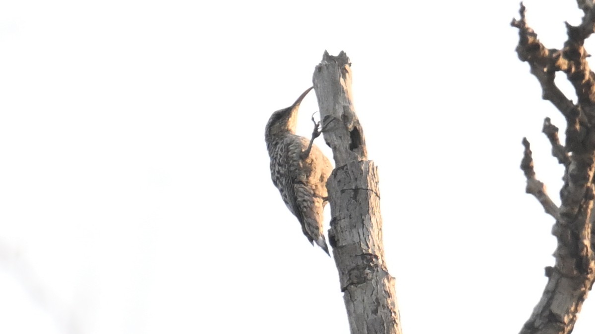 African Spotted Creeper - ML654804580