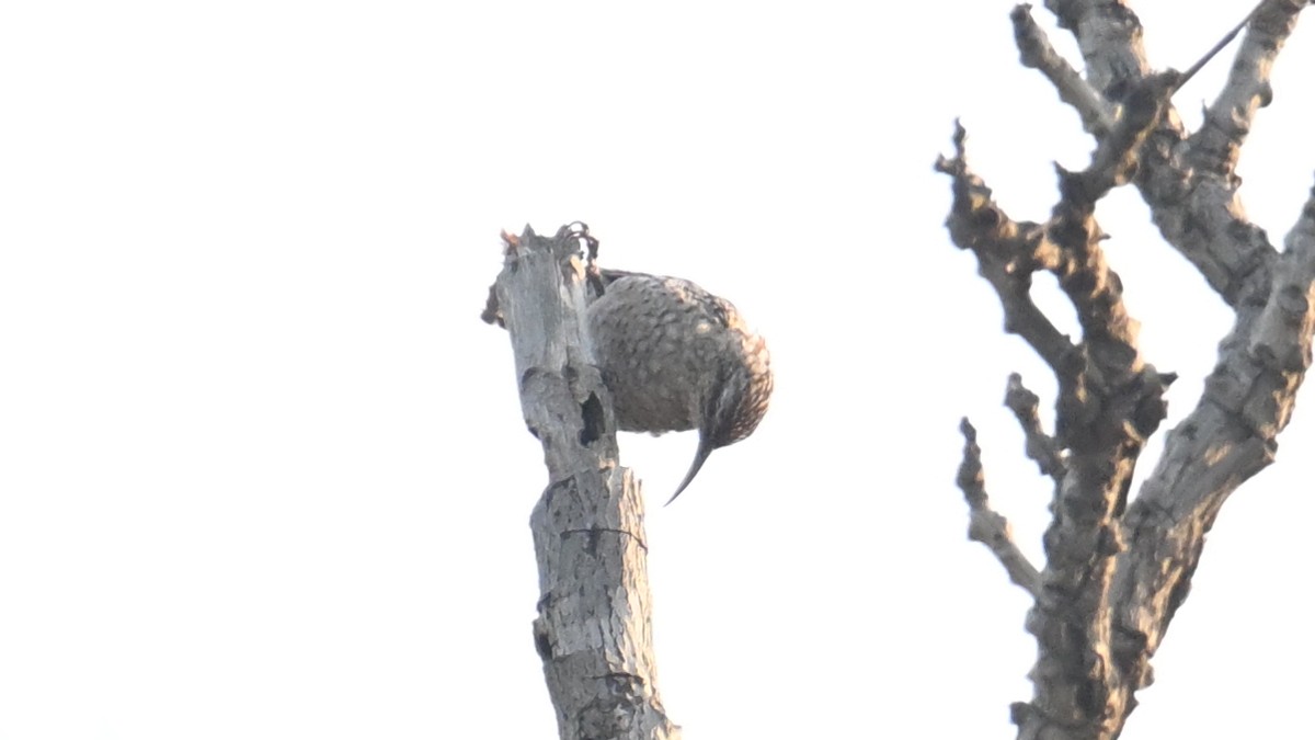 African Spotted Creeper - ML654804587