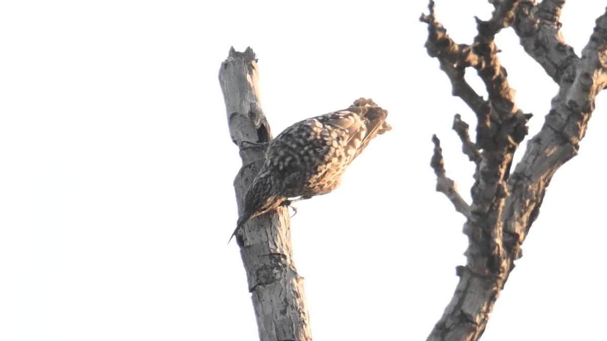 African Spotted Creeper - ML654804591