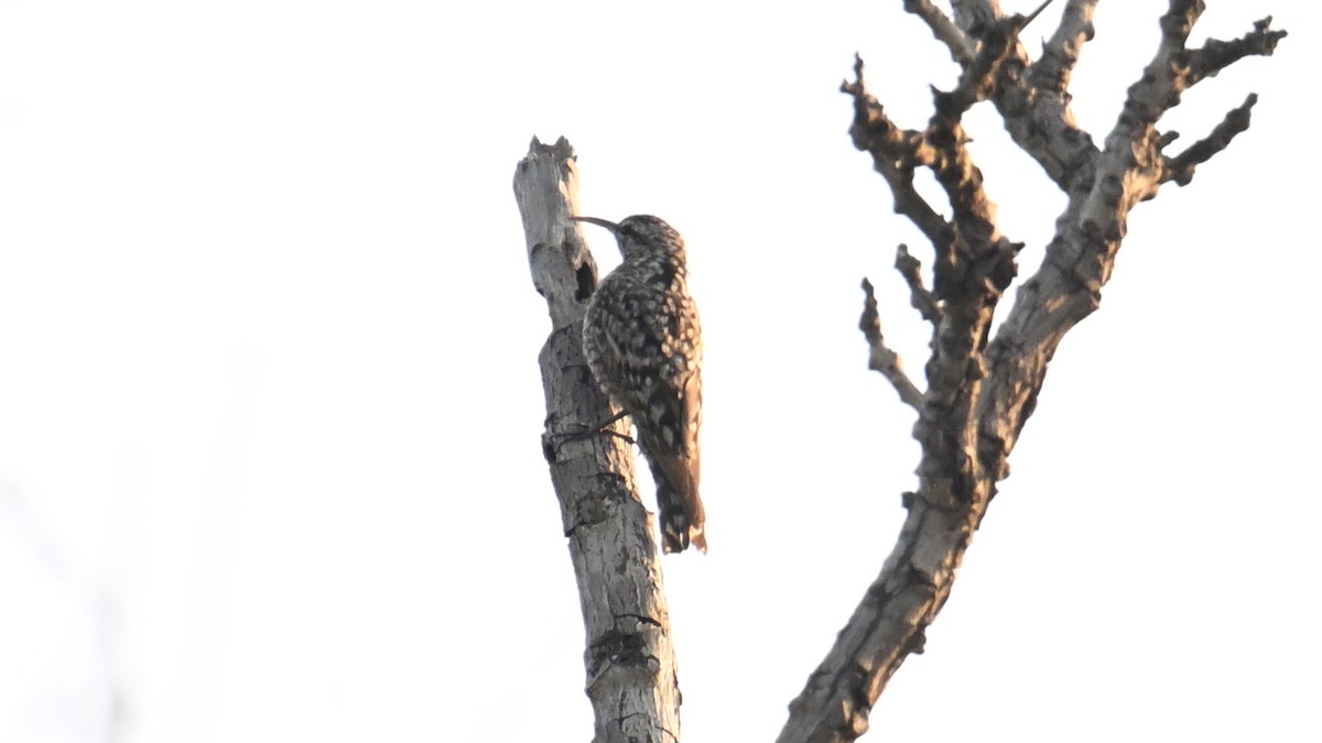 African Spotted Creeper - ML654804599
