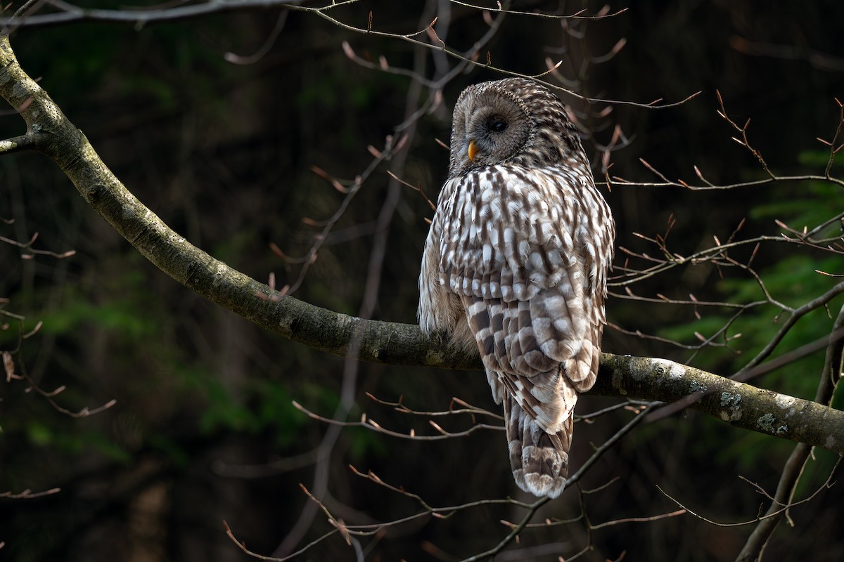 Habichtskauz - ML654807430