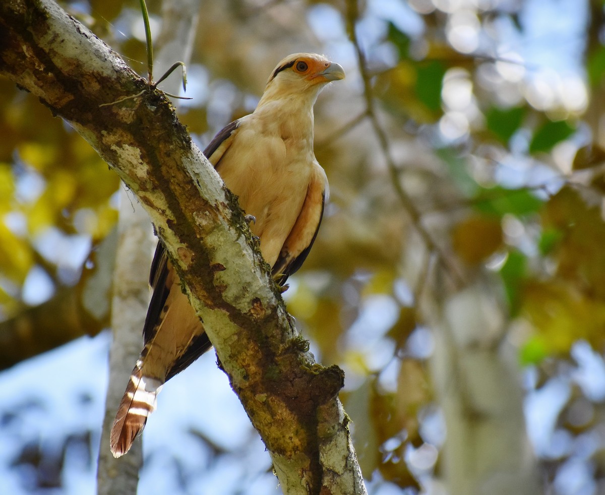 Yellow-headed Caracara - ML654808192