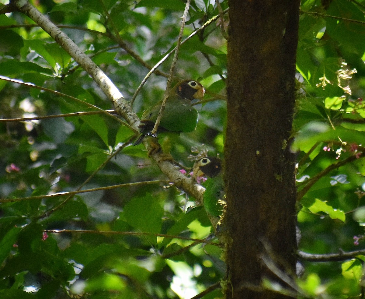 Brown-hooded Parrot - ML654808211