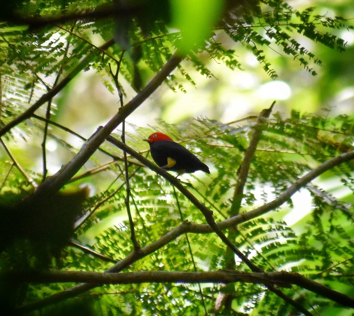 Red-capped Manakin - ML654808284
