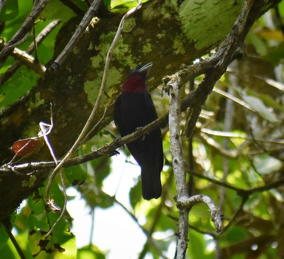 Purple-throated Fruitcrow - ML654808319