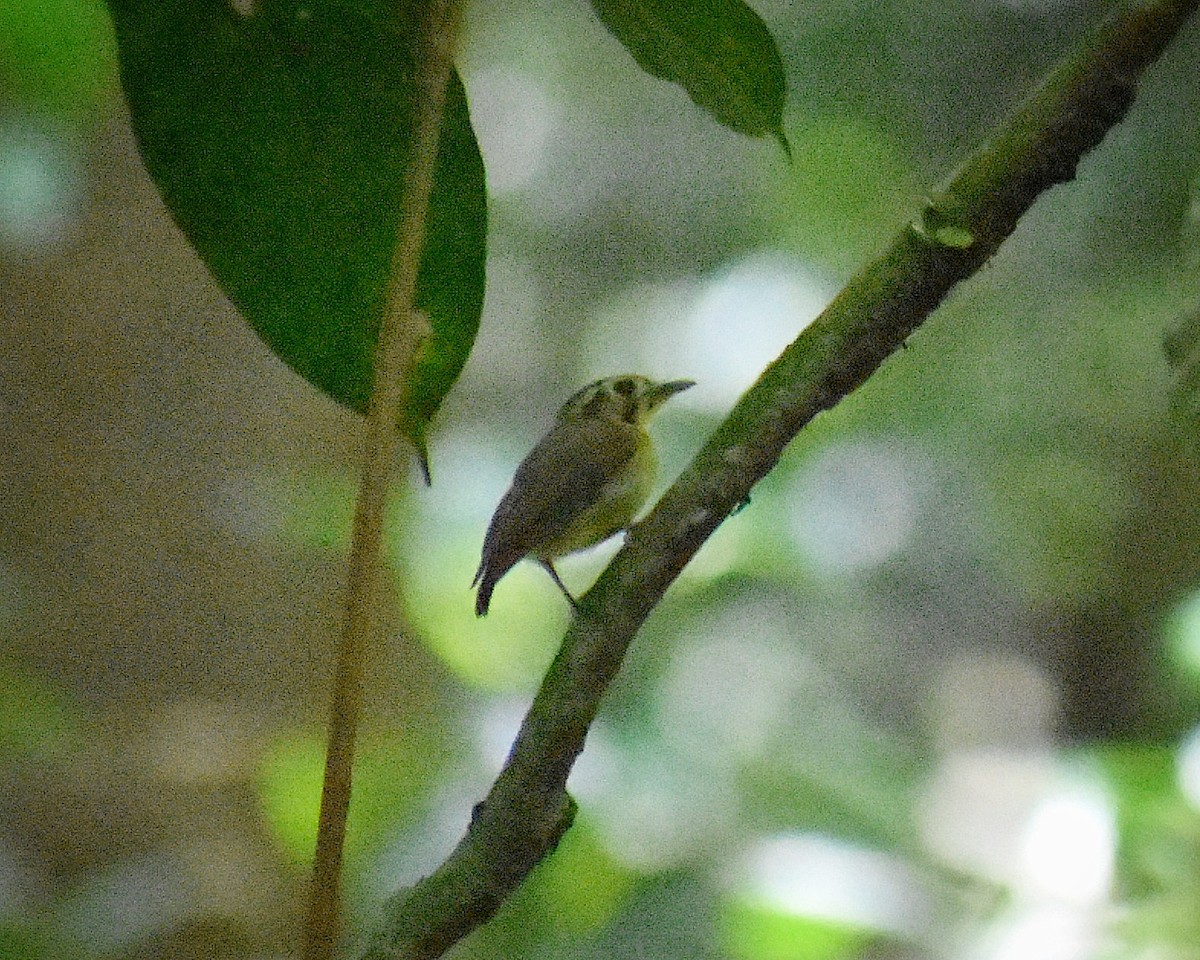 Golden-crowned Spadebill - ML654808347