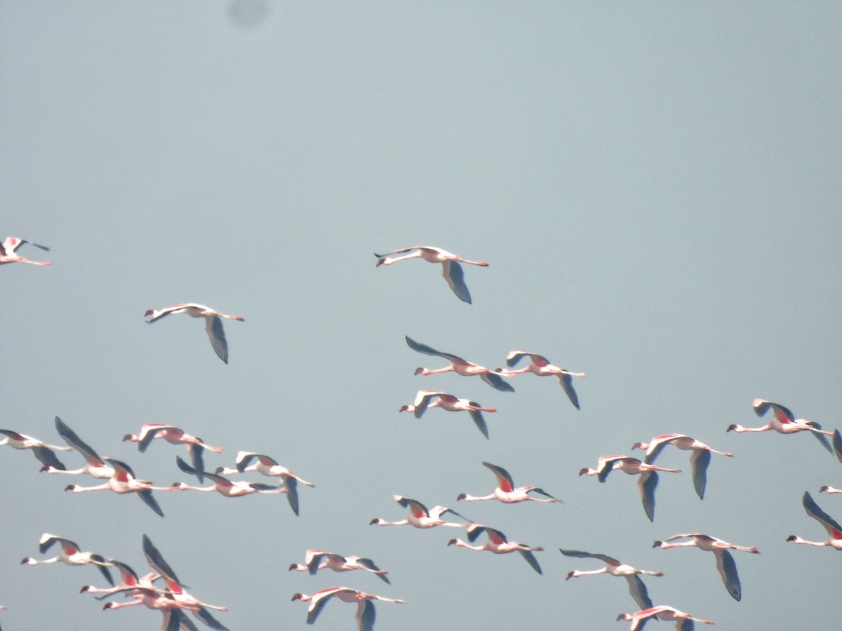 Lesser Flamingo - ML654808348