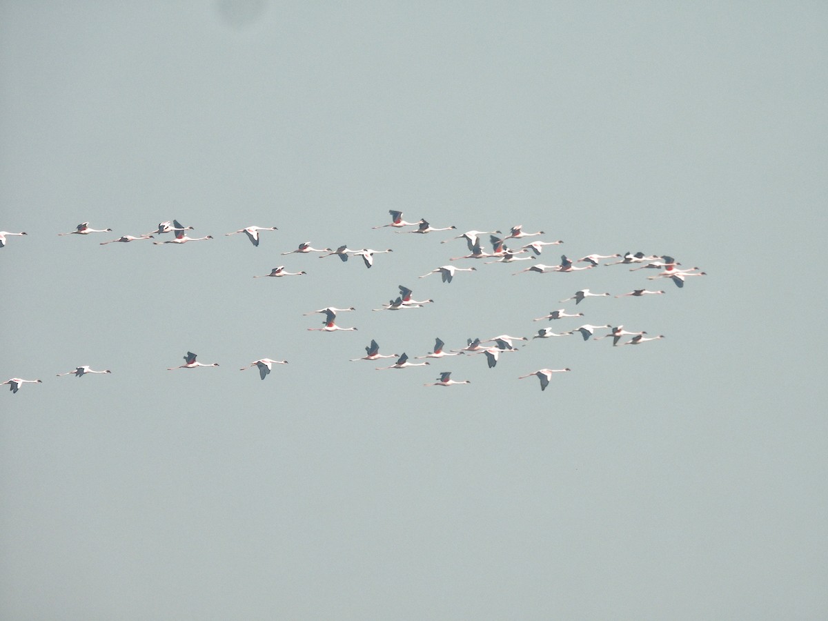Lesser Flamingo - ML654808349