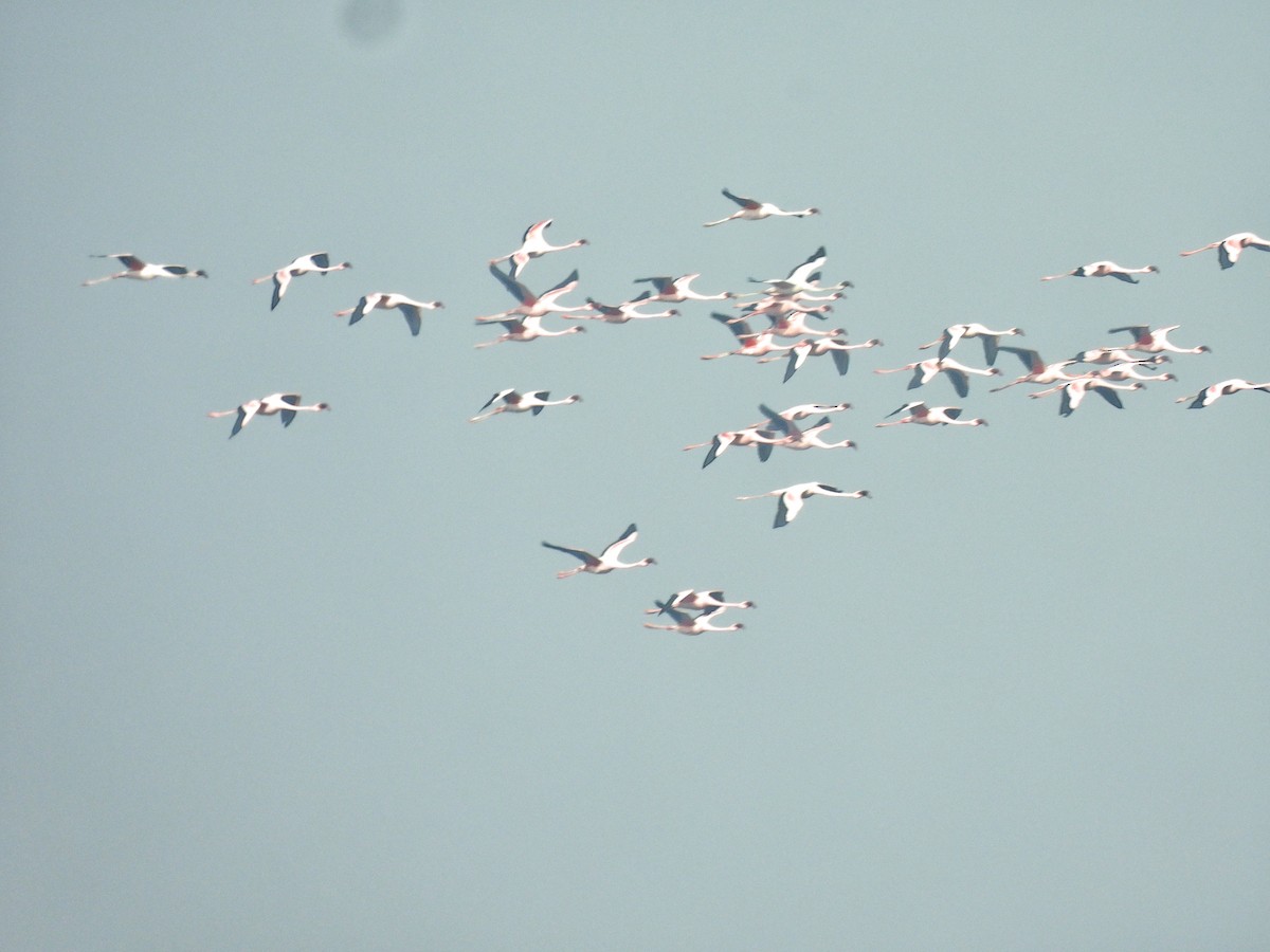 Lesser Flamingo - ML654808350