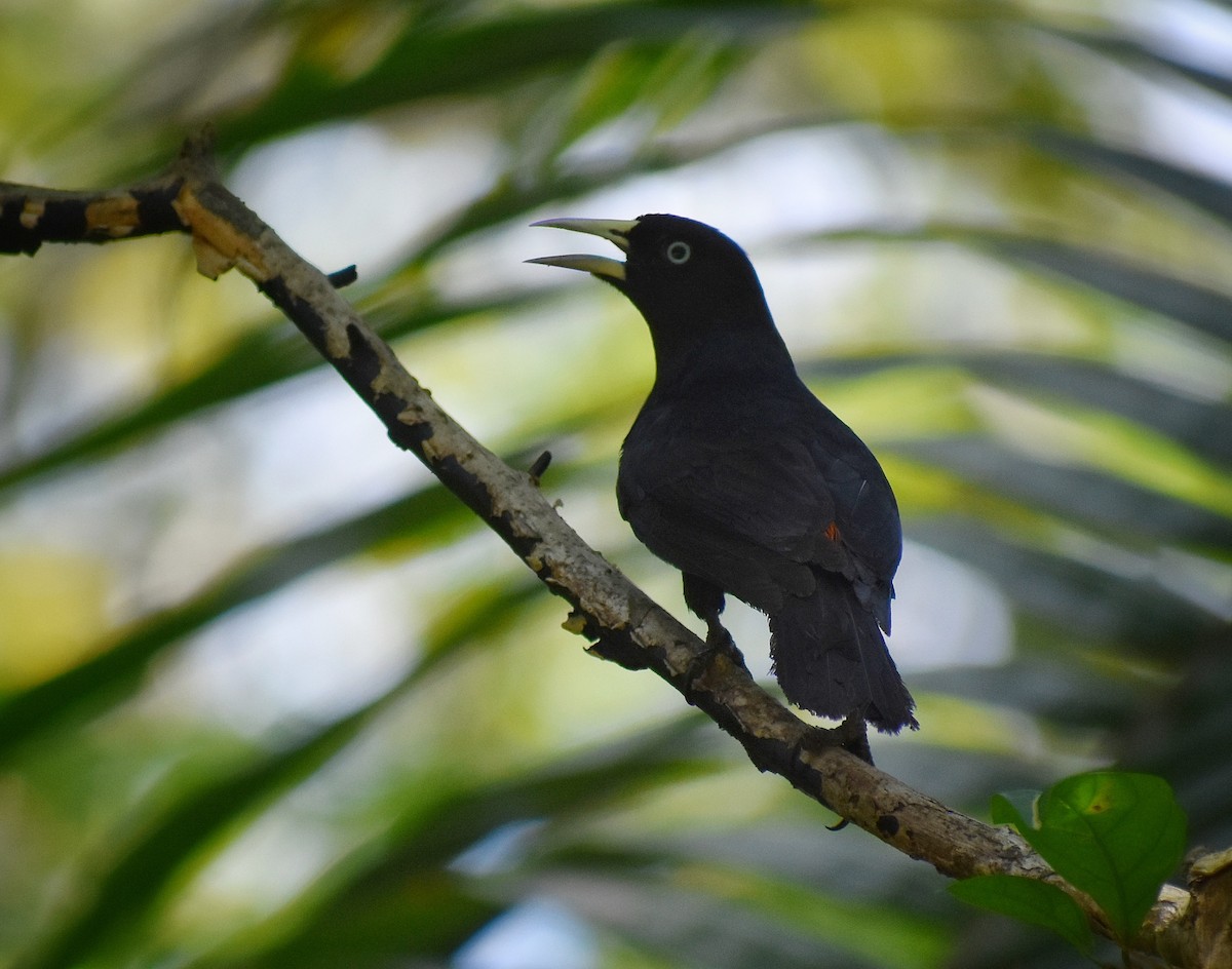 Scarlet-rumped Cacique - ML654808367