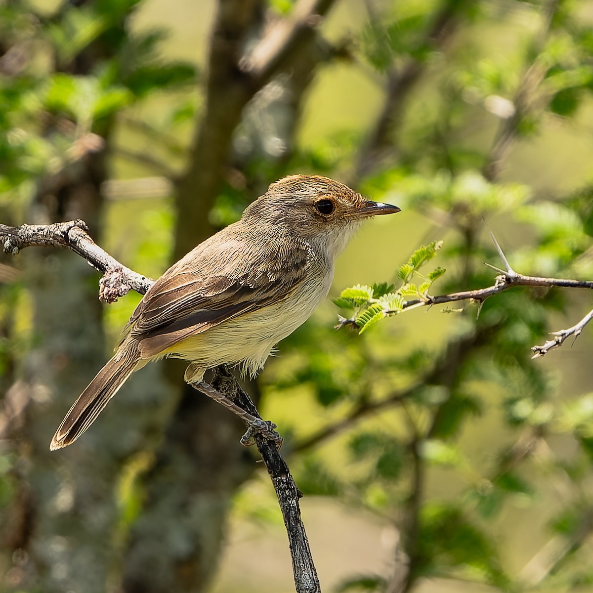 Fulvous-crowned Scrub-Tyrant - ML654808954