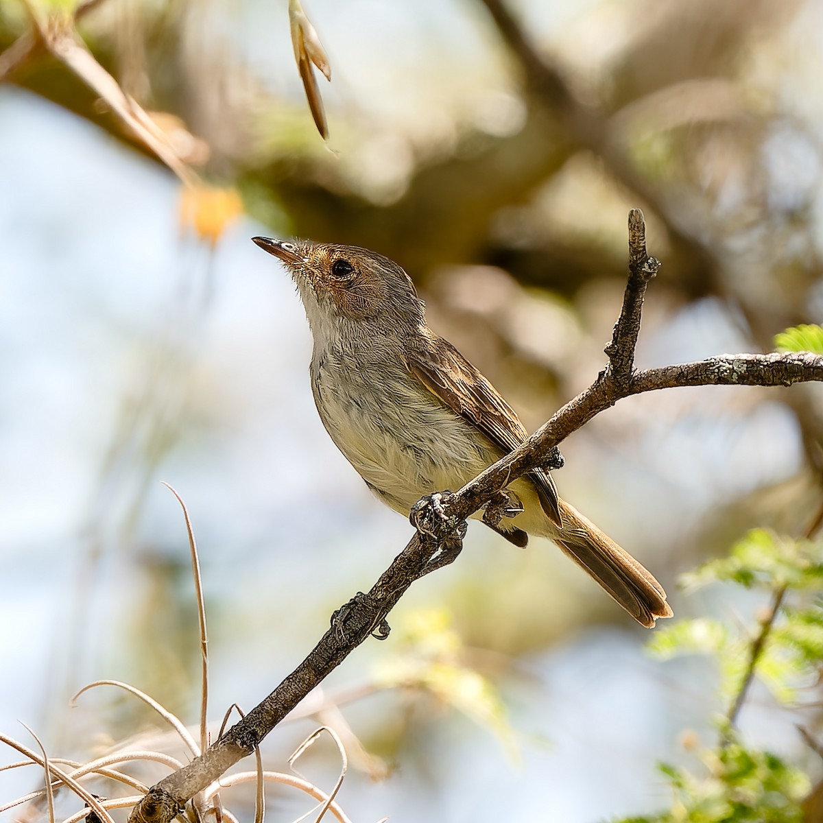 Fulvous-crowned Scrub-Tyrant - ML654808955