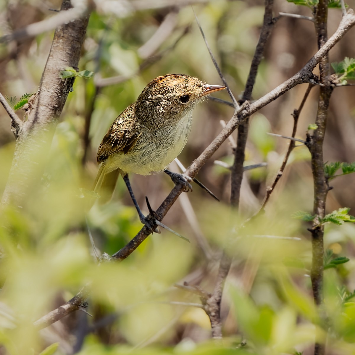 Fulvous-crowned Scrub-Tyrant - ML654808956