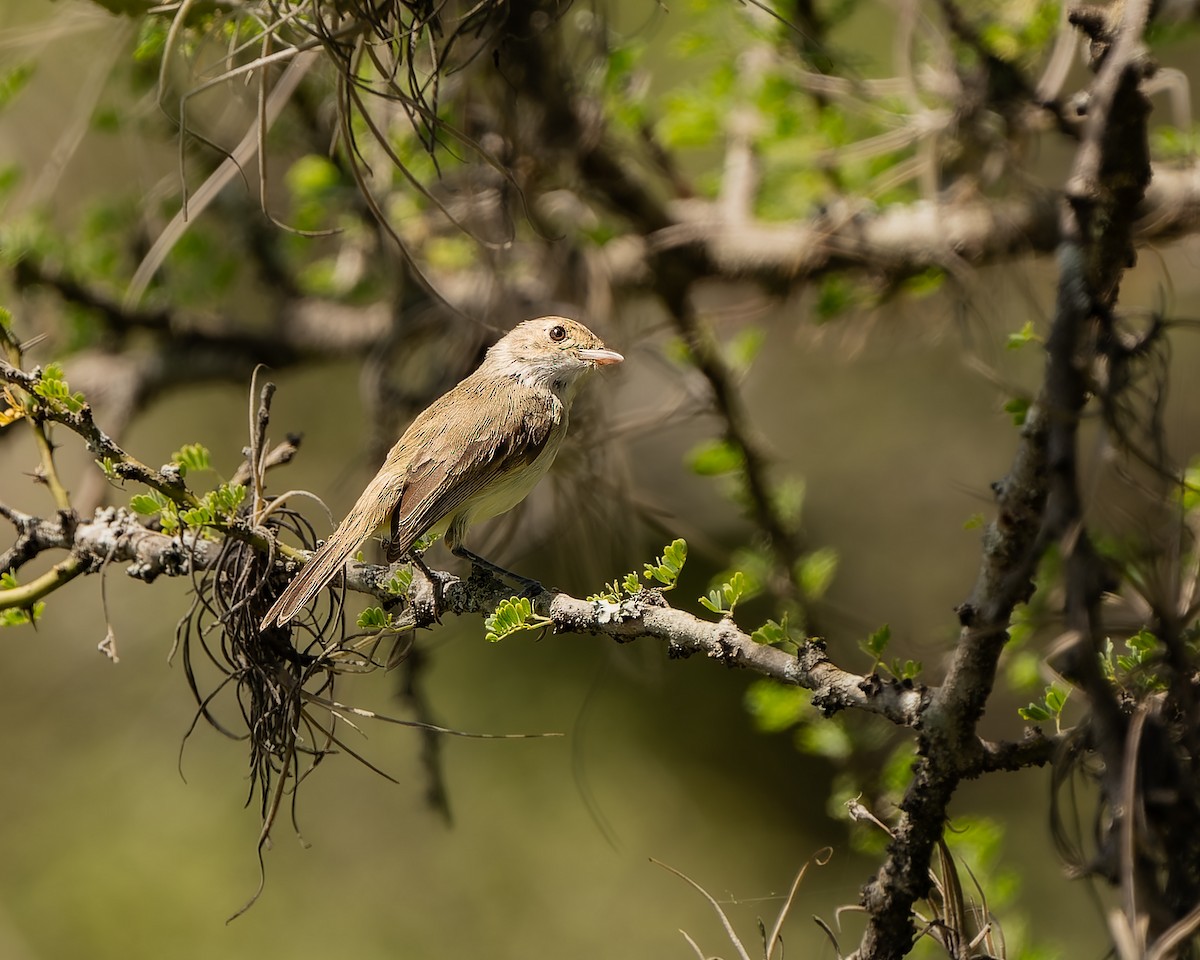 Fulvous-crowned Scrub-Tyrant - ML654808957