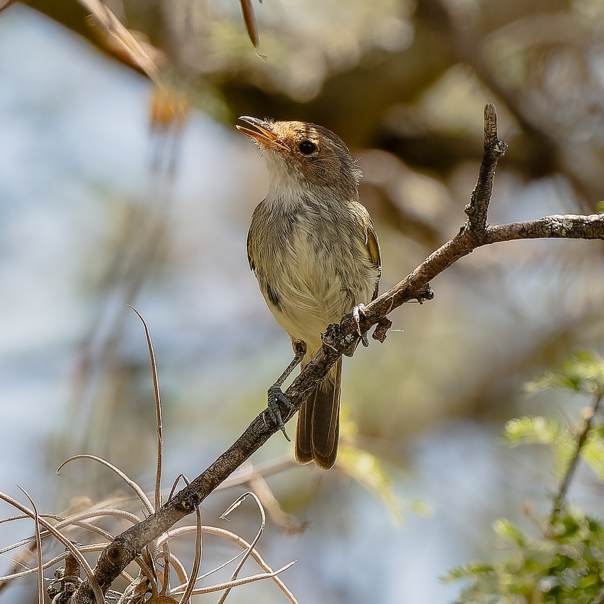 Fulvous-crowned Scrub-Tyrant - ML654808958