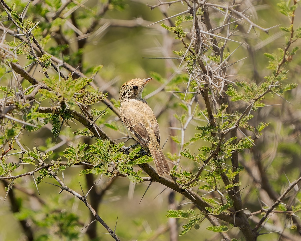 Fulvous-crowned Scrub-Tyrant - ML654808959
