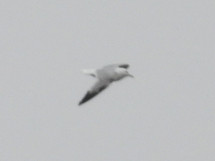 gull sp. - ML654810208