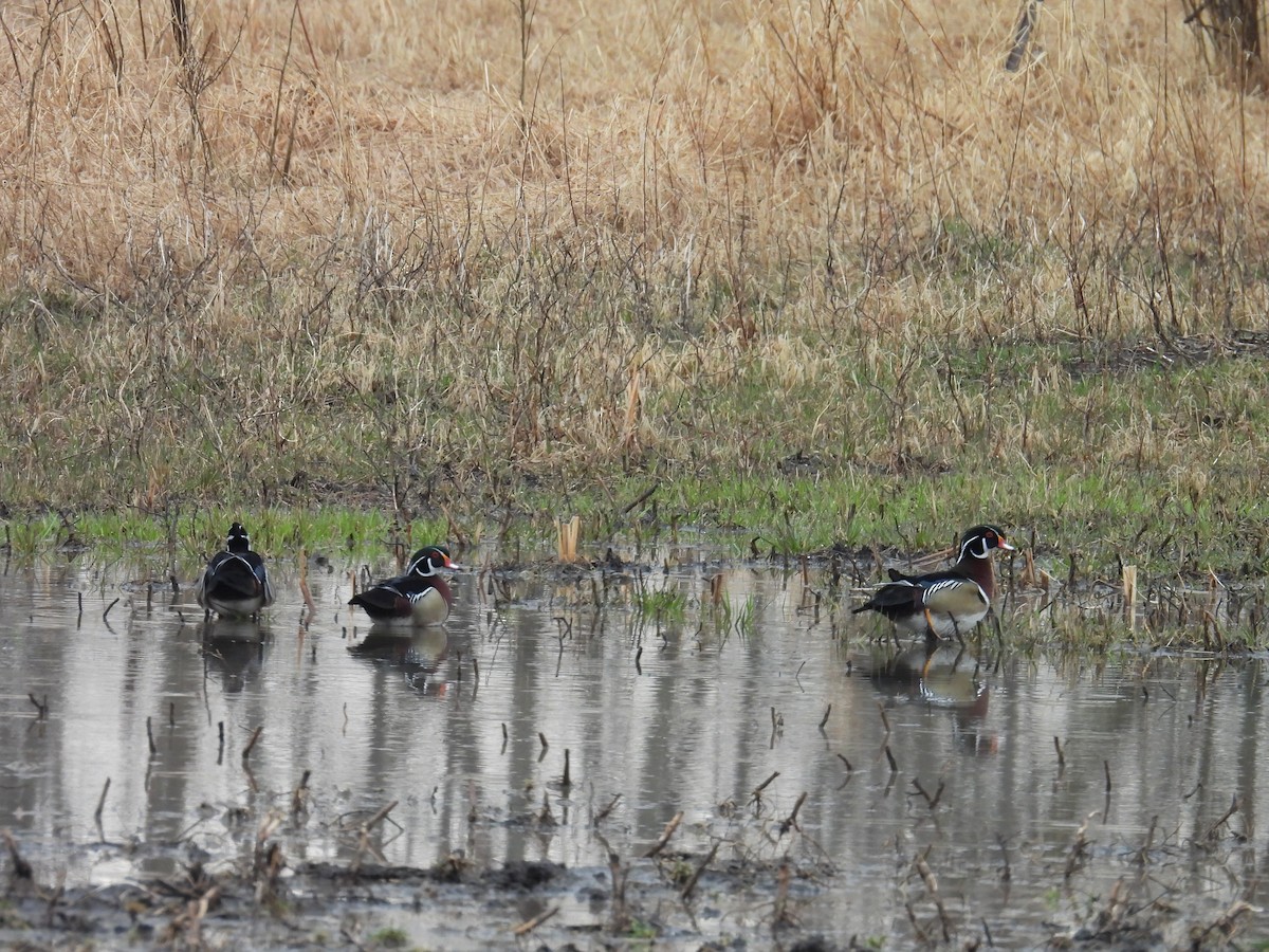 Wood Duck - ML654812934