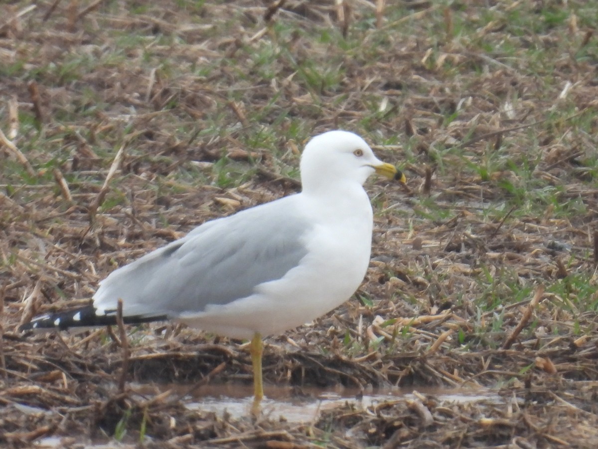 Ring-billed Gull - ML654813075