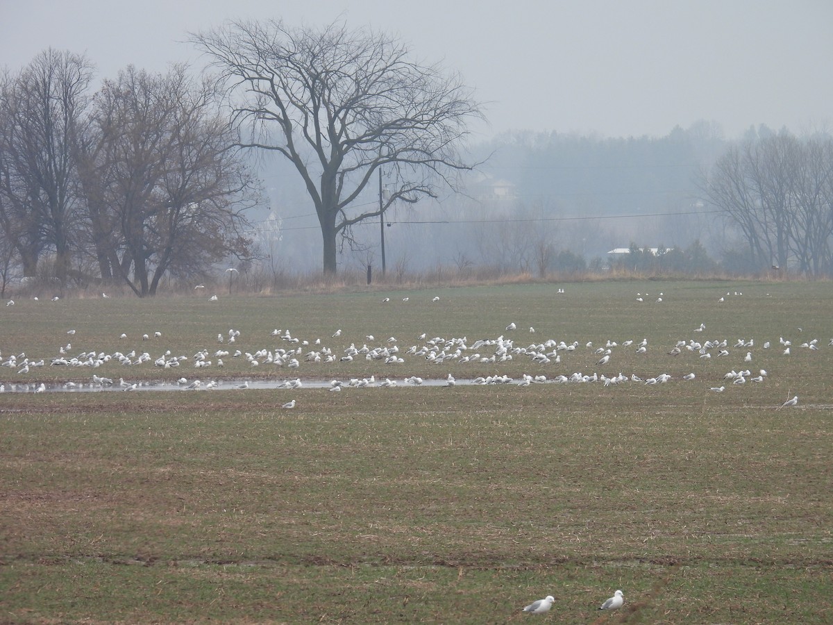 Ring-billed Gull - ML654813076