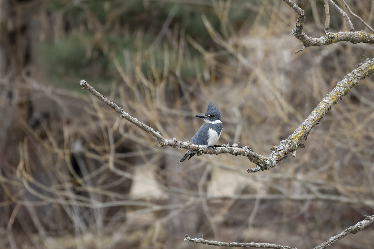 Belted Kingfisher - ML654813396