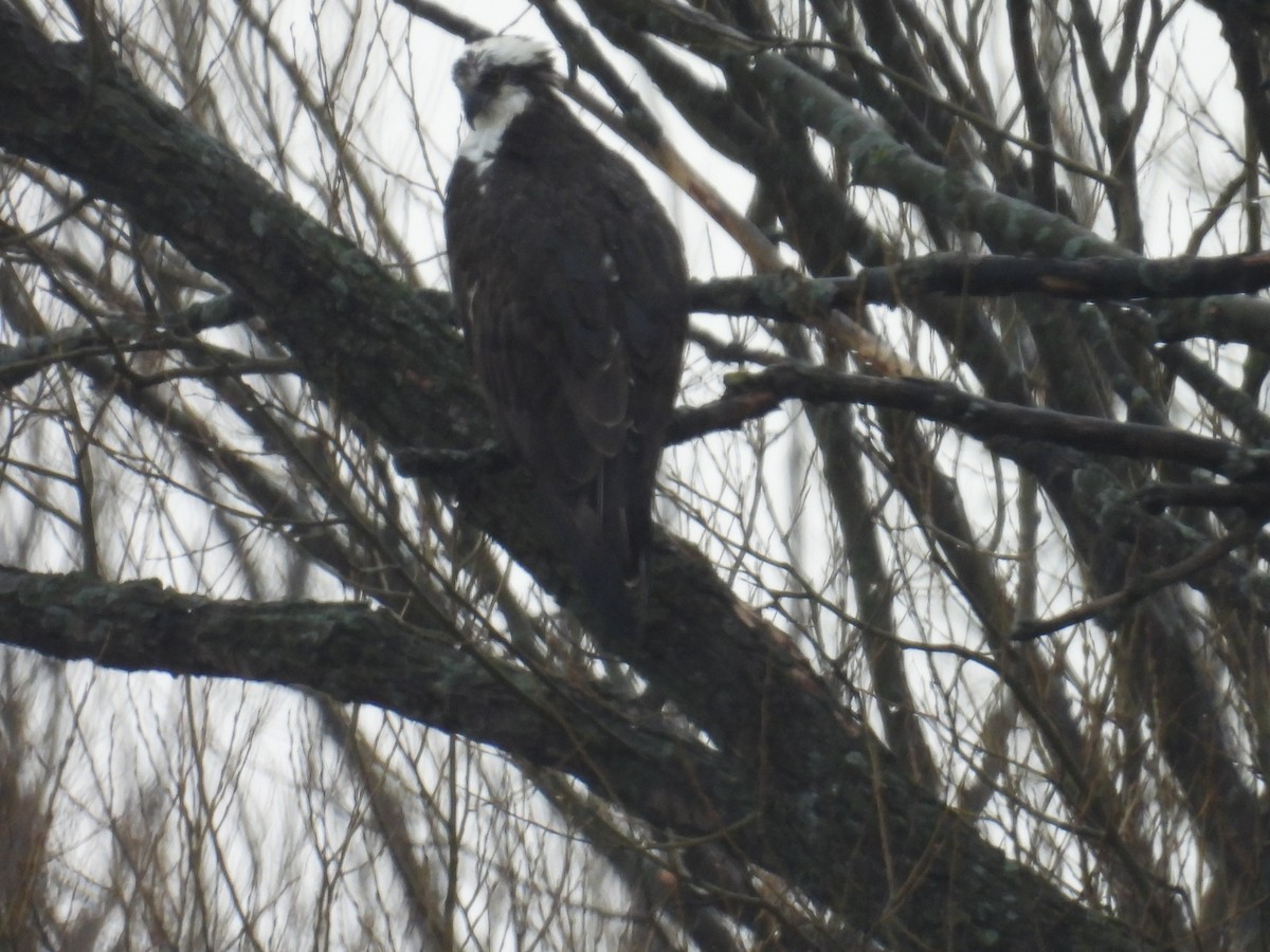 Osprey - ML654813588