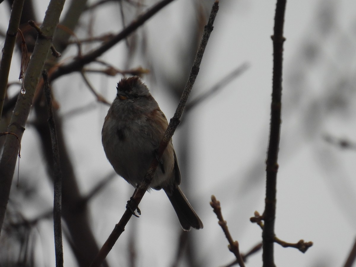 American Tree Sparrow - ML654813655