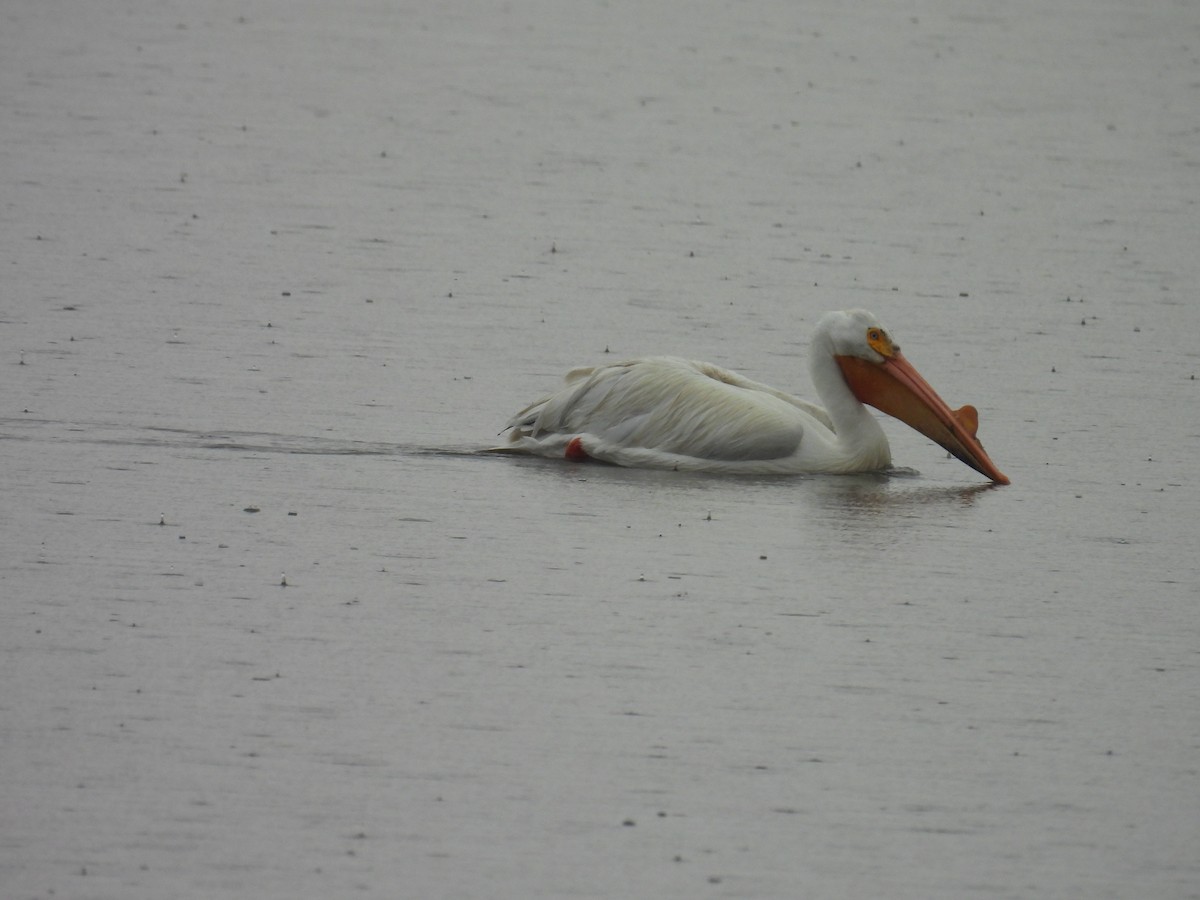 American White Pelican - ML654813781