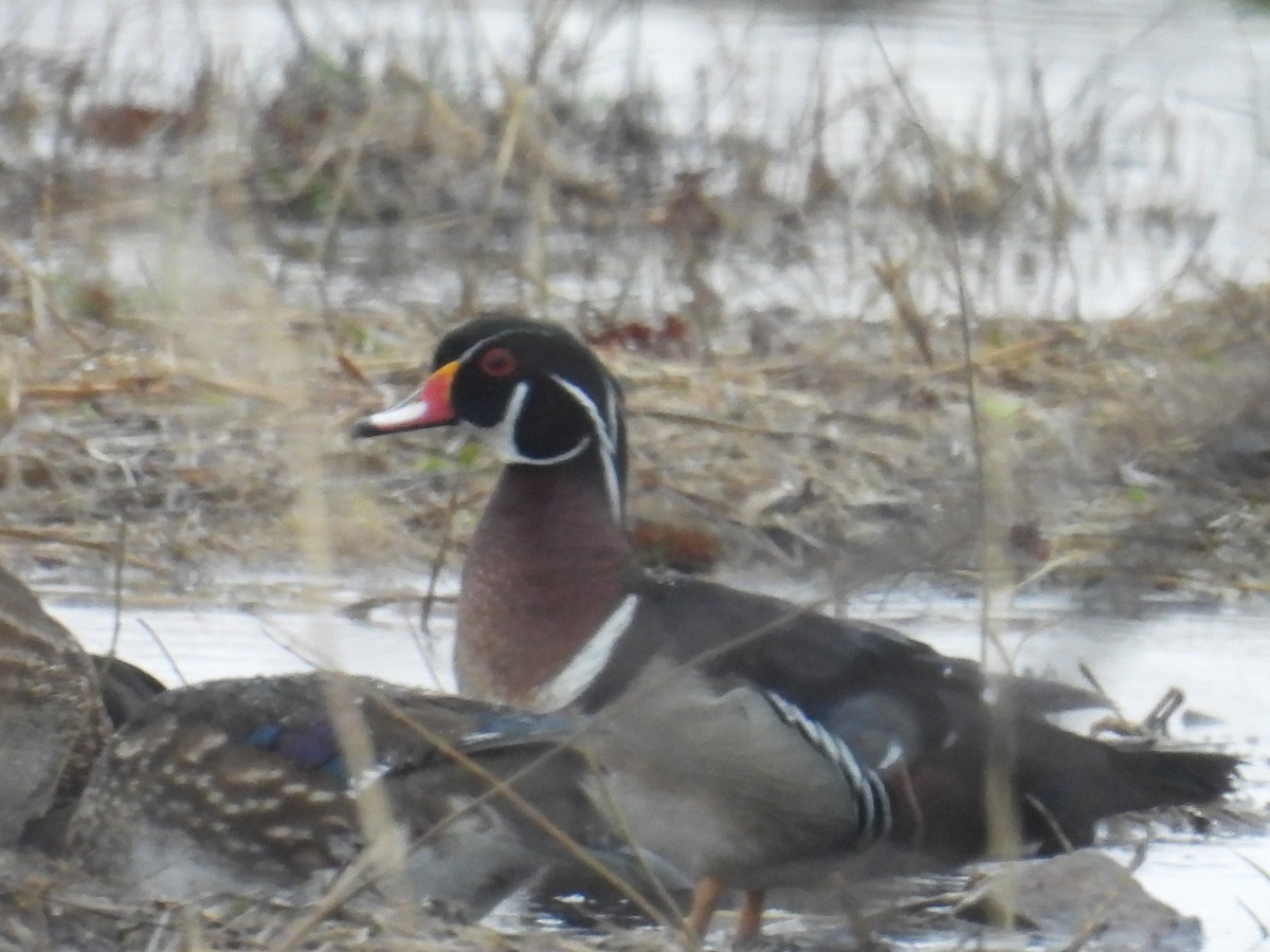 Wood Duck - ML654813843