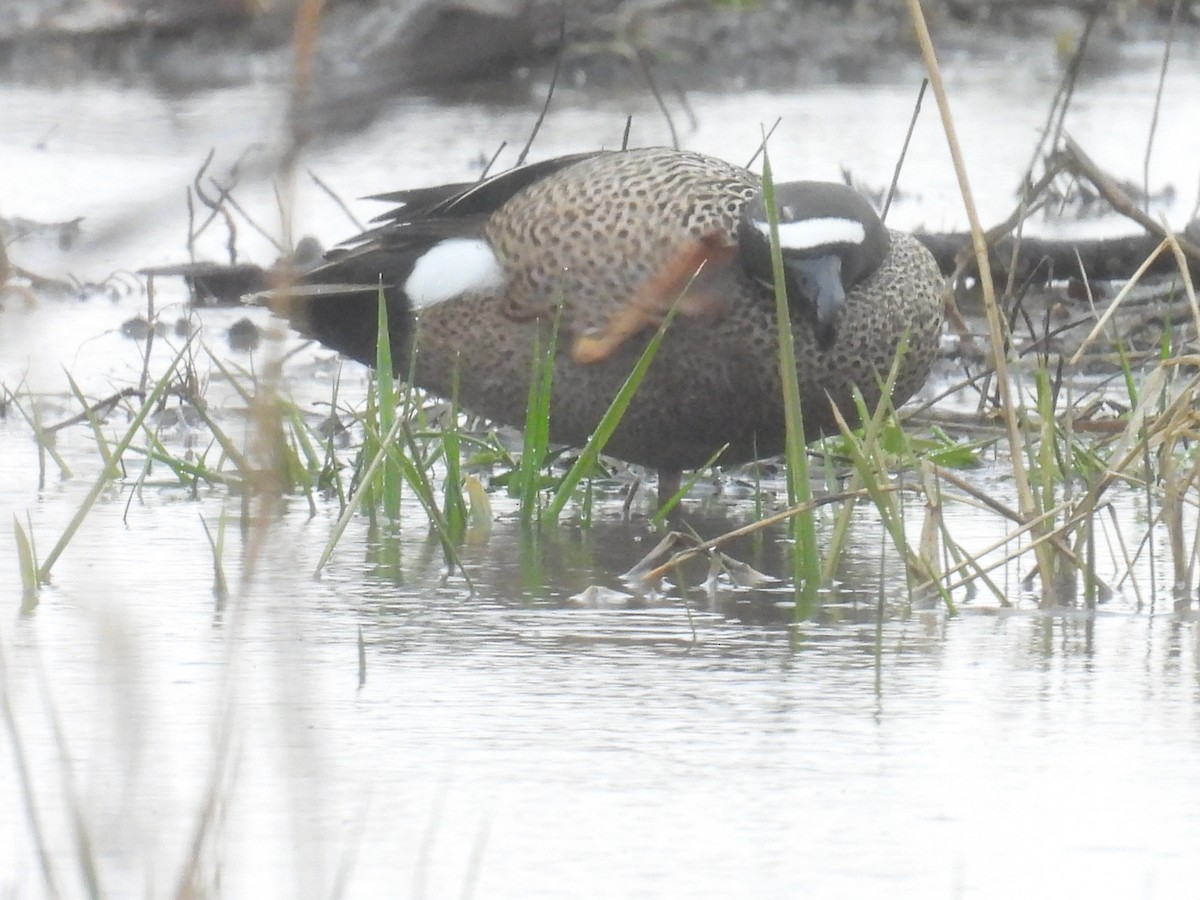 Blue-winged Teal - ML654814010