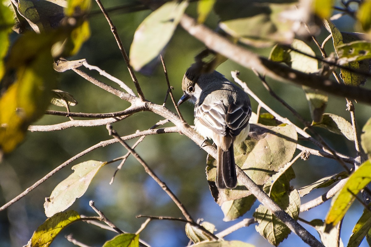 Brown-crested Flycatcher - ML65481421