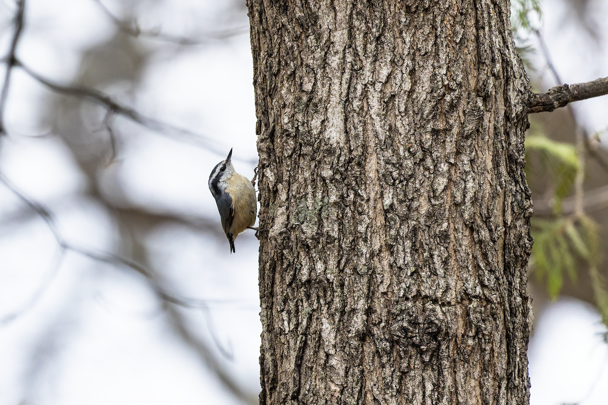 Red-breasted Nuthatch - ML654814935