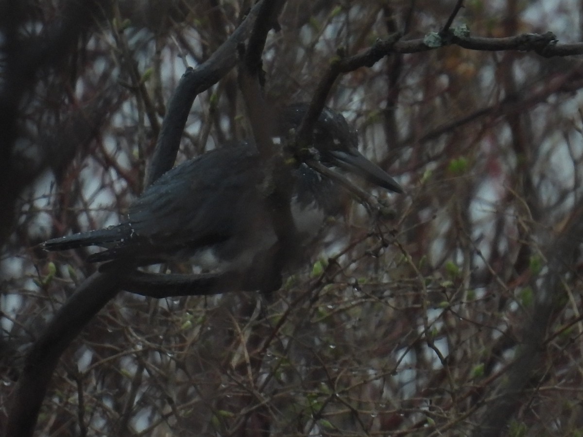 Belted Kingfisher - ML654815001