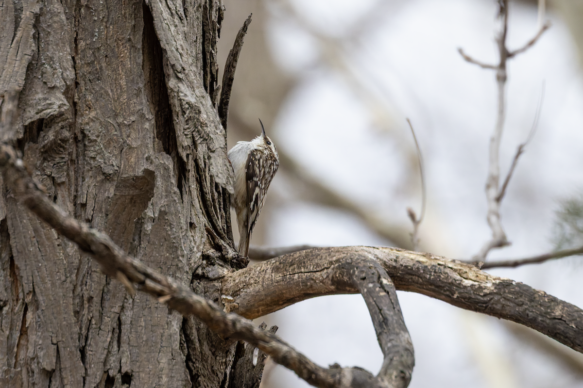 Brown Creeper - ML654815471