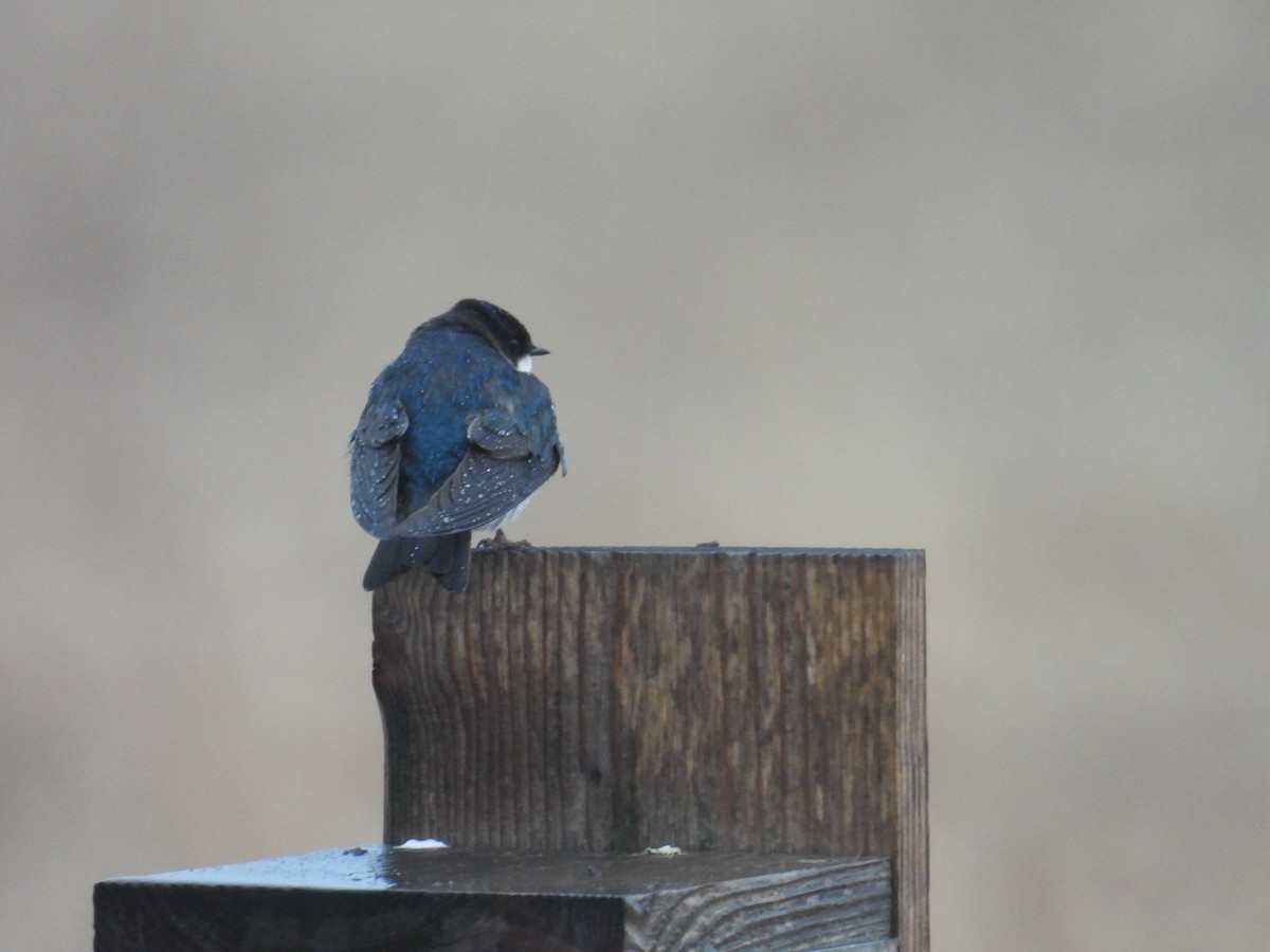 Tree Swallow - ML654815538