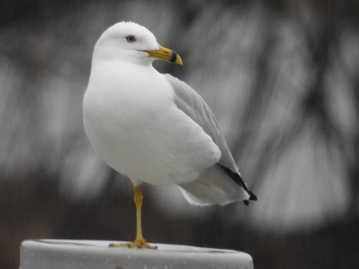 Ring-billed Gull - ML654815733