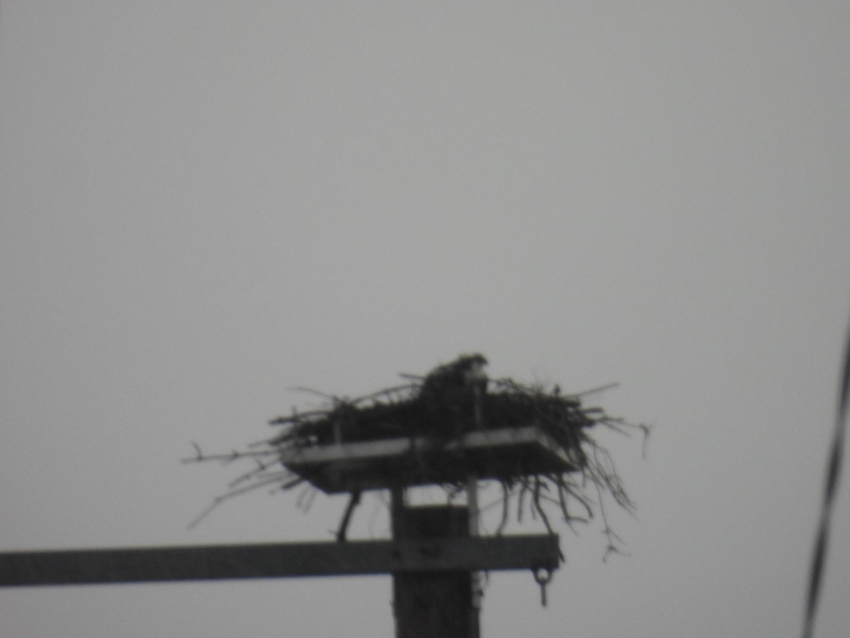Osprey - ML654815800