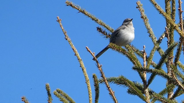Kuzeyli Taklitçi - ML654815818