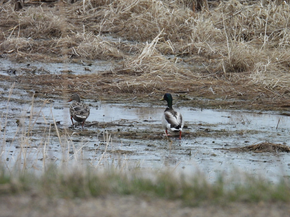 Mallard - ML654815985