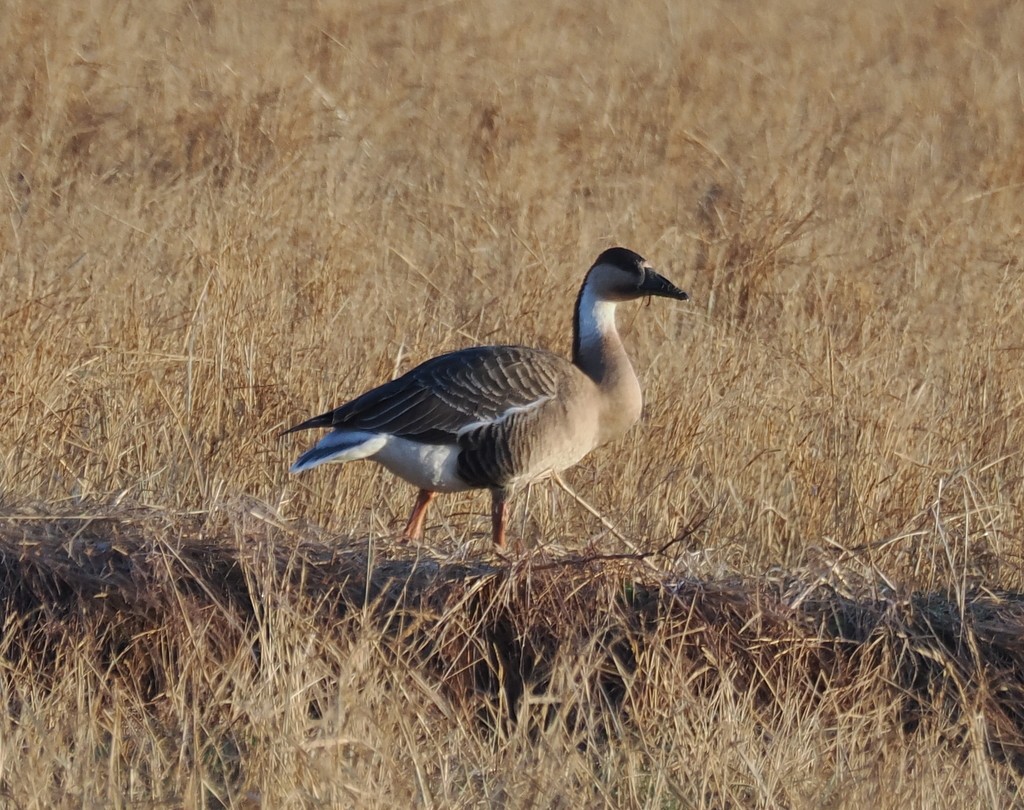 Ánsar Cisnal - ML654816794