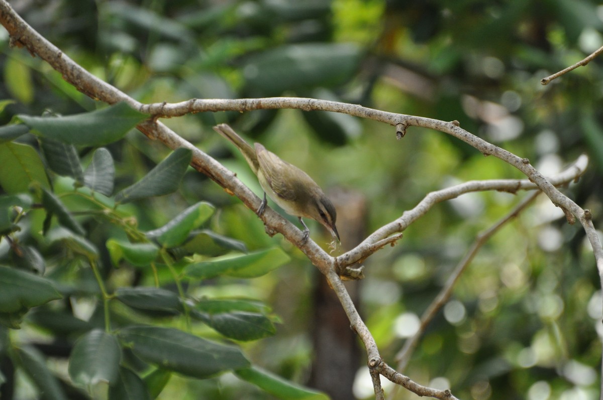 eBird Checklist - 1 Sep 2012 - Our Big Pine Key yard and surrounding ...
