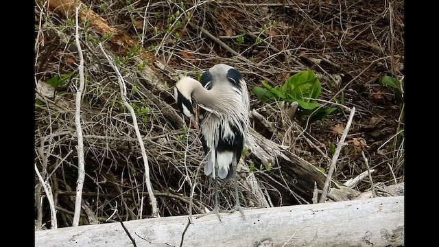 Garza Azulada - ML654818109